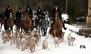 RSPCA: In the dog house?