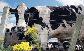 Cloned cows
