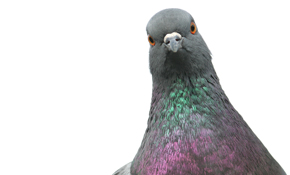 Plateful of pigeon?