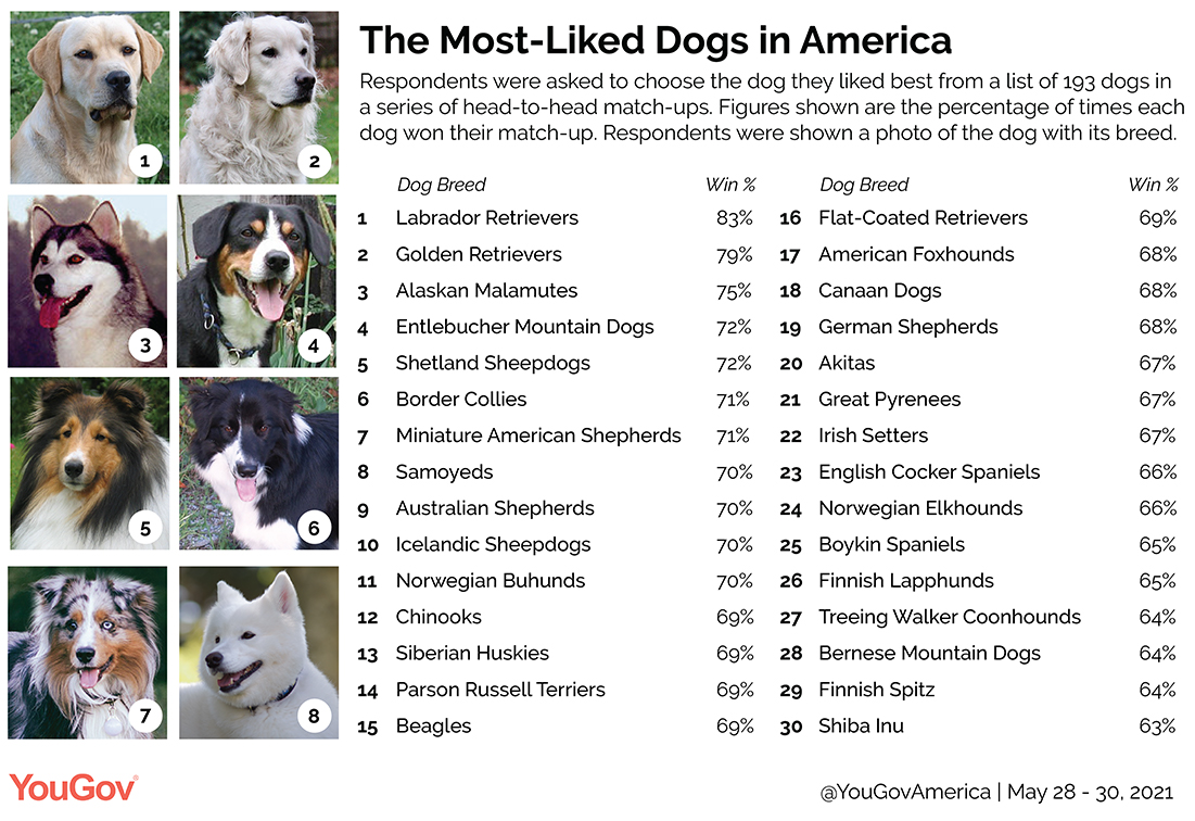 Ranked America’s favorite dogs YouGov